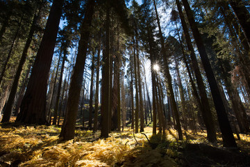 Crescent Meadow Picnic Area