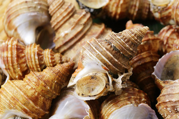 つぶ貝　Whelk