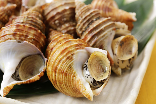 つぶ貝　Whelk