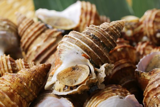 つぶ貝　Whelk