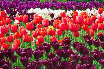 flowerbed with pink, white and purple tulips in the park