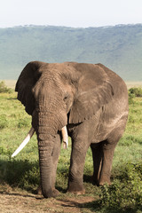 Obraz na płótnie Canvas Old elephant. Very big animal. NgoroNgoro crater, Tanzania