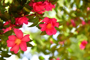 山茶花の花