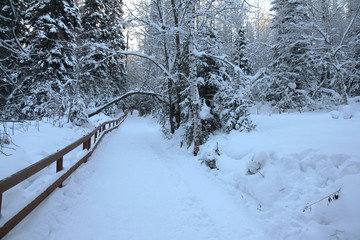 Fototapeta premium Snow-covered Siberian forest. Beautiful Christmas landscape.