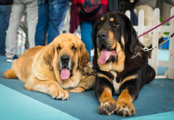 Beautiful big spanish mastiff dogs - obrazy, fototapety, plakaty