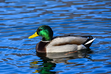 Germano reale maschio nuota sul lago