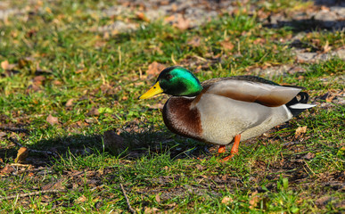 Germano reale maschio passeggia sull'erba
