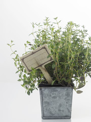 thyme