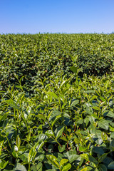 Tea plantation in Chiang rai, Thailand