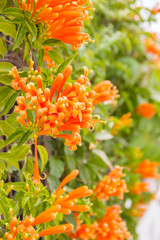 Close up Orange trumpet, Flame flower, Fire-cracker vine on whit