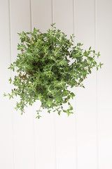 thyme