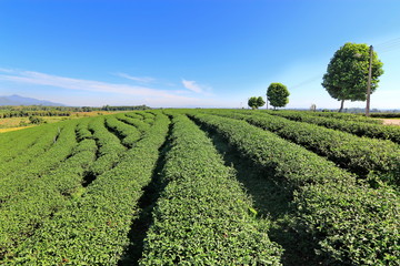 Fototapeta na wymiar Tea plantation in Chiang rai, Thailand