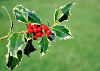 Aquifoliaceae - Ilex aquifolium - Agrifoglio