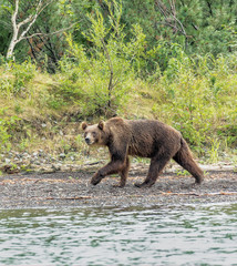 Kamchatka brown bear near the lake Dvukhyurtochnoe - Kamchatka, Russia