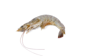 Fresh shrimp isolated on white