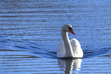 Obraz premium Weißer Schwan / Schwan auf dem Thielenburger See in Dannenberg (Landkreis Lüchow-Dannenberg, Niedersachsen). Aufgenommen am 2. Dezember 2016. 