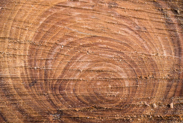 Naklejka premium cross section of the tree