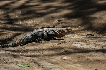 Gemeiner Schwarzleguan in Costa Rica