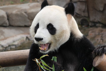 Obraz premium Pandas in Korea