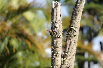 Golden Olive Woodpecker schaut aus Baumhöhle
