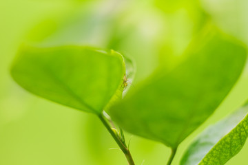 Green leaves with small spider.