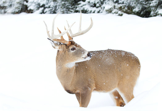White-tailed deer buck isolated on a white background in the winter snow in Canada
