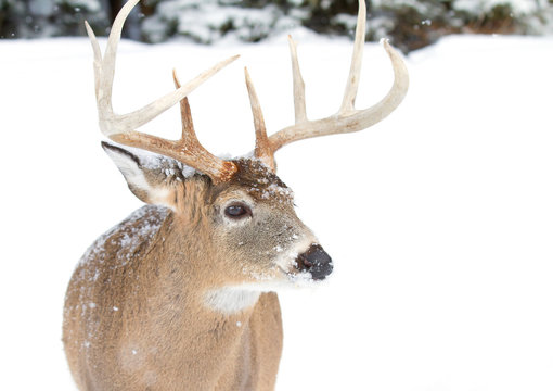 White-tailed deer buck isolated on a white background in the winter snow  in Canada