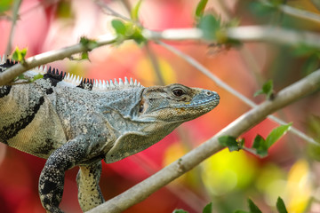 Gemeiner Schwarzleguan  Costa Rica