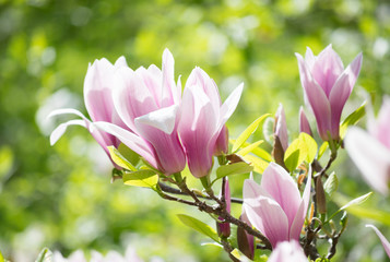 Fototapeta na wymiar Spring floral background with pink magnolia
