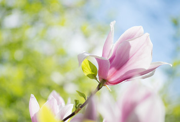 Spring floral background with pink magnolia