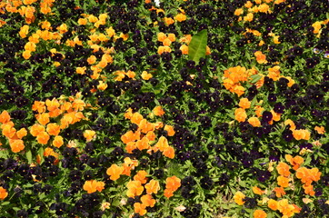 FLOWERS YSTAD, SWEDEN, SCANDINAVIA, EUROPE