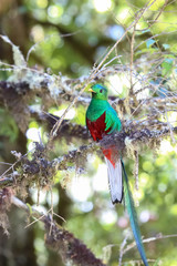 Quetzal in Costa Rica