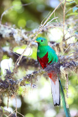 Quetzal in Costa Rica
