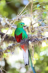 Quetzal in Costa Rica
