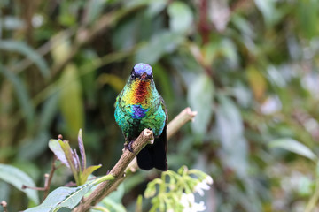 Feuerkehlkolibri in Costa Rica