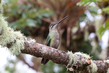 Violettkron-Brilliantkolibri in Costa Rica