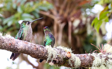 Violettkron-Brilliantkolibri in Costa Rica
