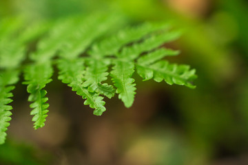 Green leaves in forest, out of focus use for background