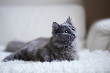 Chat gris moelleux assis sur le canapé