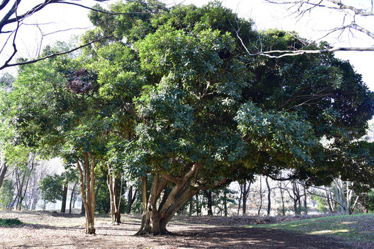 Fototapeta マテバシイの木