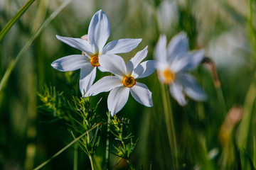 Valley of Narcissus , Transcarpathia, Ukraine