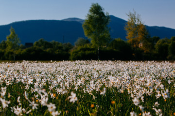 Valley of Narcissus , Transcarpathia, Ukraine