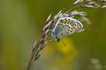Northern blue, Plebejus idas