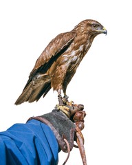 Common buzzard falconry bird isolated on white background