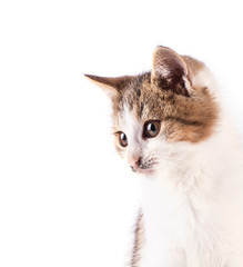 Portrait cat isolated on white background