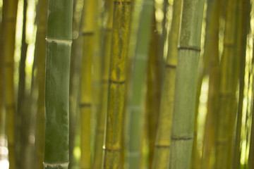bamboo. background. green. bokeh.