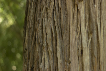 background. tree. macro. bokeh