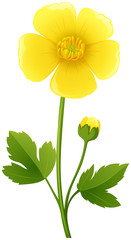 Buttercup flower in yellow color