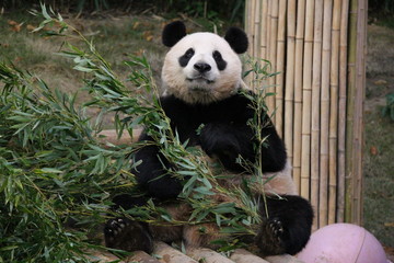 Fototapeta premium Panda in Korea