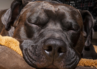 Sleeping Dog